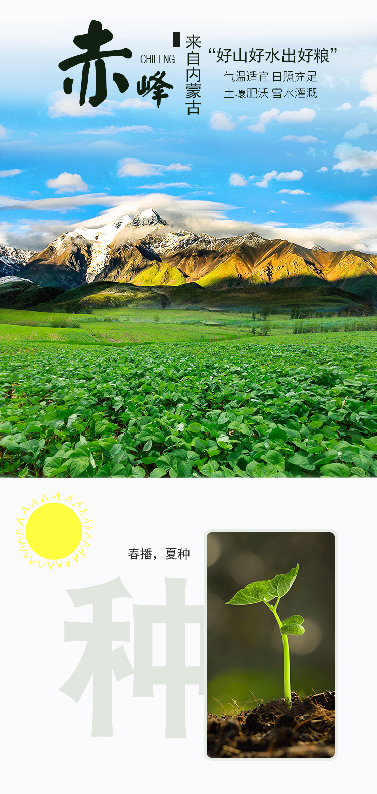 绿豆详情页_04.jpg