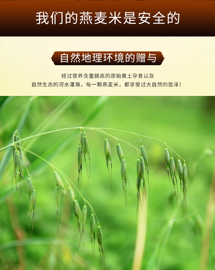 燕麦米_02.jpg