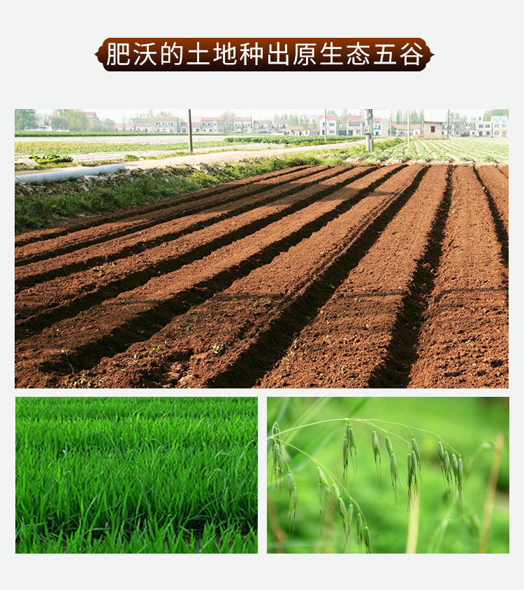 燕麦米_05.jpg