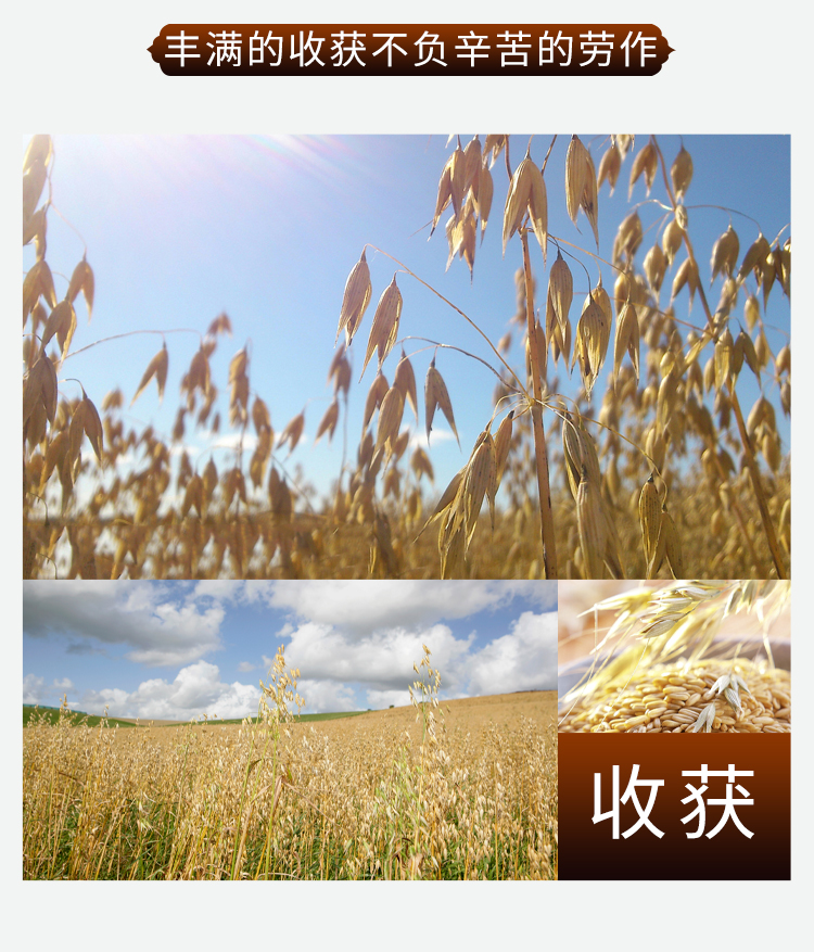 燕麦米_06.jpg
