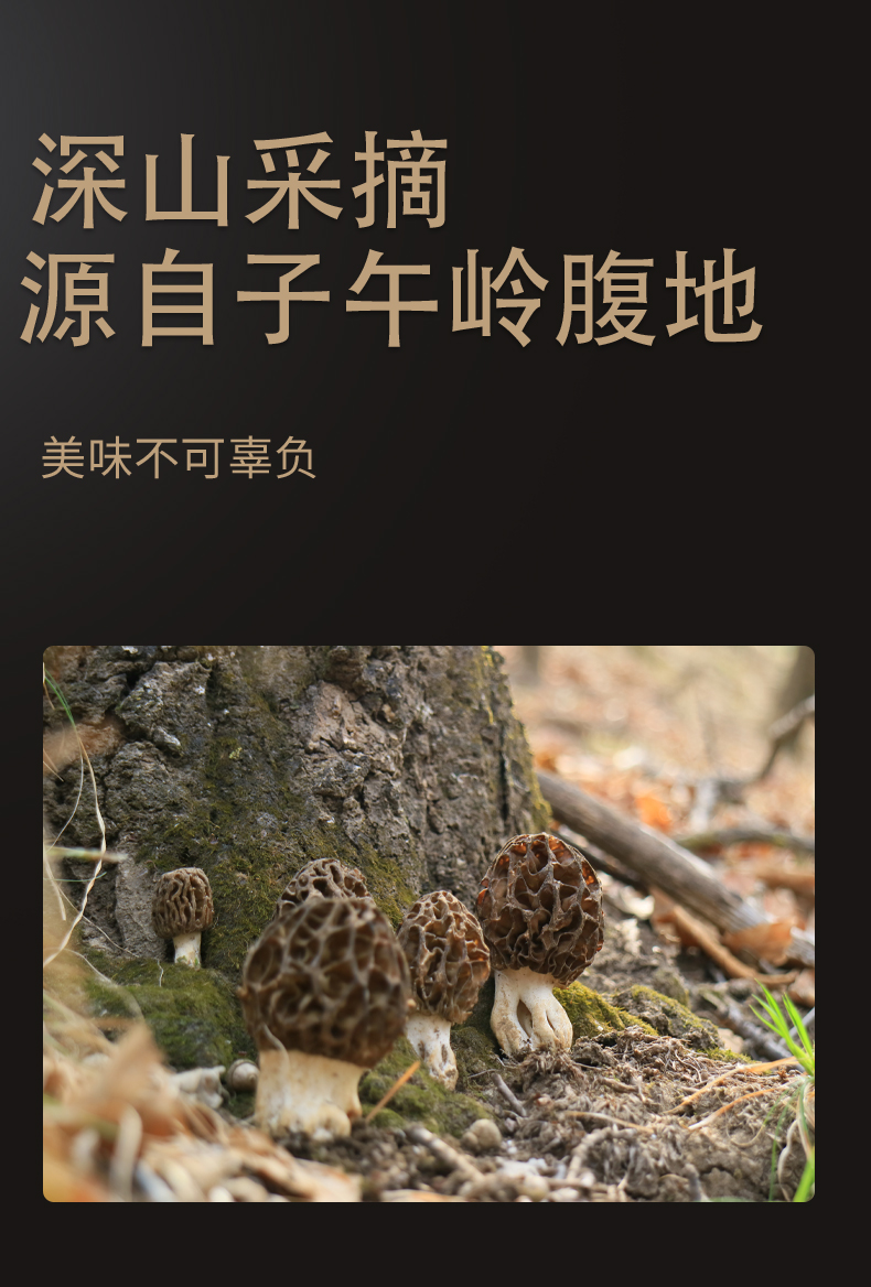 羊肚菌_04.jpg