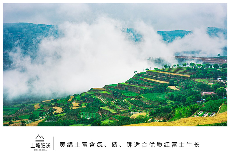 静宁苹果详情页1_07.jpg