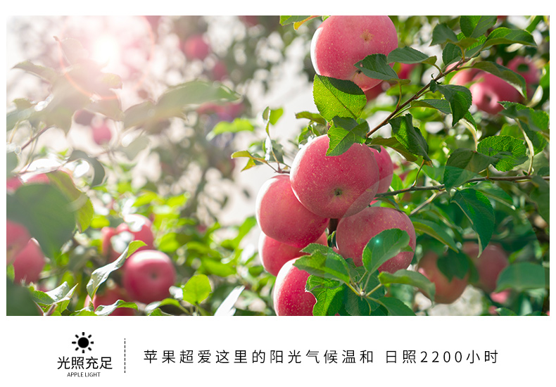 静宁苹果详情页1_09.jpg