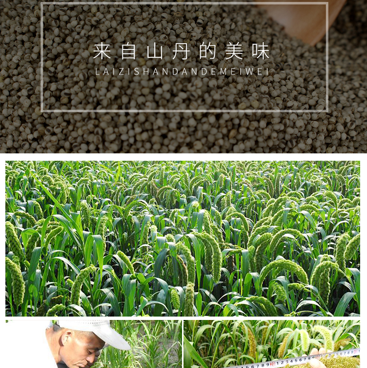 黑小米袋装_03.jpg