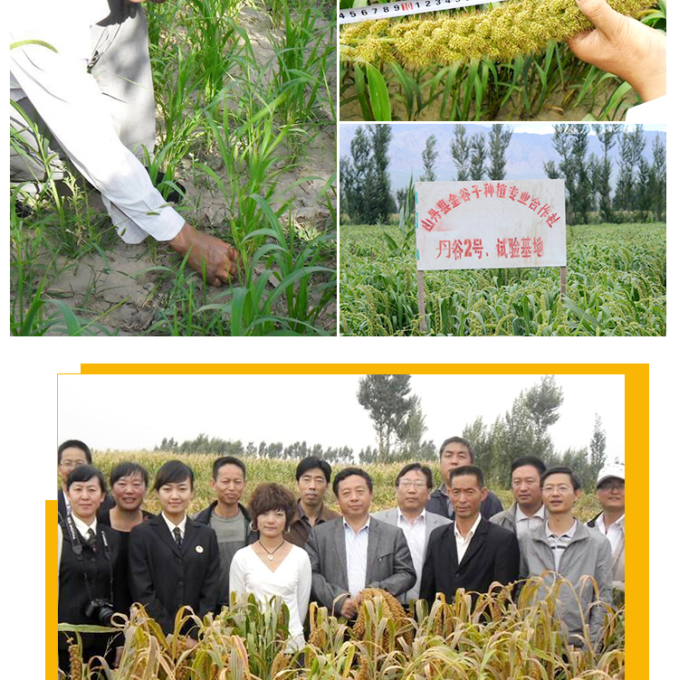 黑小米袋装_04.jpg