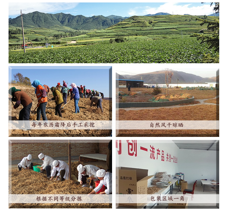 党参整条_r12_c1.jpg